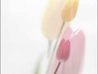 Fiori